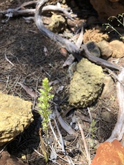 Platanthera leptopetala