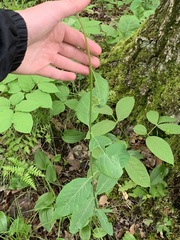 Lonicera hirsuta
