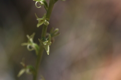Platanthera leptopetala