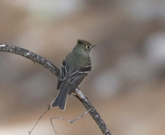 Empidonax affinis