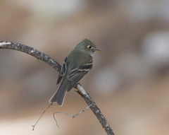 Empidonax affinis