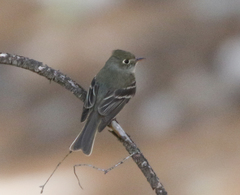 Empidonax affinis