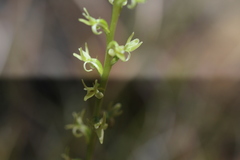 Platanthera leptopetala