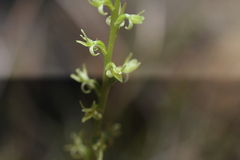 Platanthera leptopetala