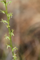 Platanthera leptopetala