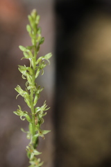Platanthera leptopetala
