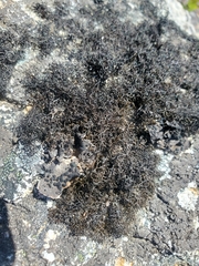 Pseudephebe pubescens