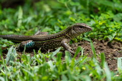 Ameiva praesignis