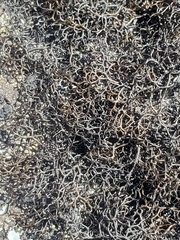 Pseudephebe pubescens