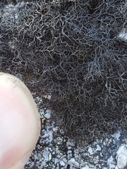 Pseudephebe pubescens