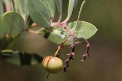 Arctostaphylos bakeri sublaevis