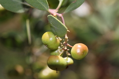 Arctostaphylos bakeri sublaevis