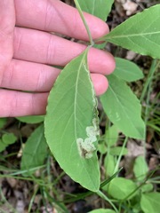 Aulagromyza cornigera