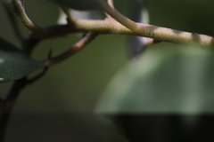 Arctostaphylos bakeri sublaevis