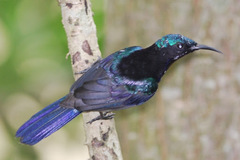 Leptocoma calcostetha