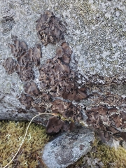 Umbilicaria polyrrhiza