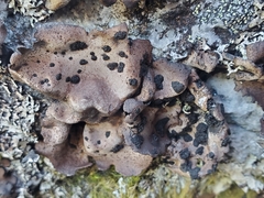 Umbilicaria polyrrhiza