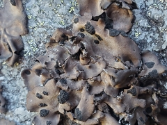 Umbilicaria polyrrhiza