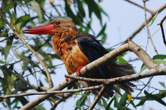 Stork-Billed Kingfisher photo 5