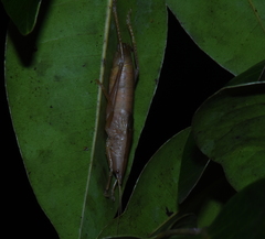 Belocephalus