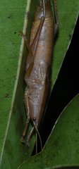 Belocephalus