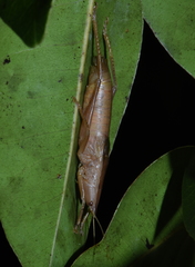 Belocephalus