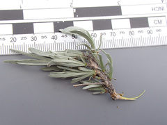 Artemisia rigida