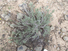 Artemisia rigida