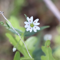 Pseudostellaria