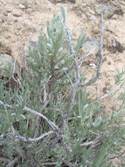Artemisia rigida