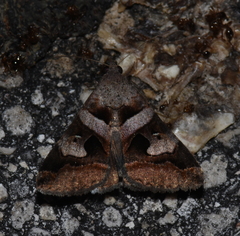 Melipotis florida