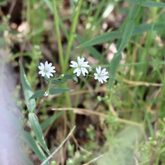 Pseudostellaria