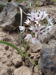 Allium macrum