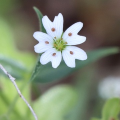Pseudostellaria