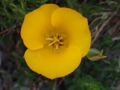 Calochortus clavatus