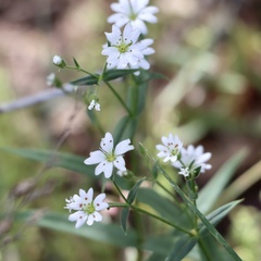 Pseudostellaria