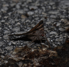 Melipotis florida