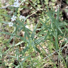 Pseudostellaria