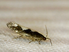 Agnippe prunifoliella