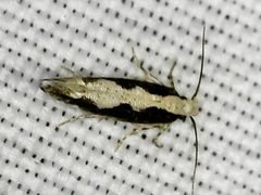 Agnippe prunifoliella