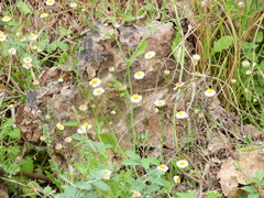 Perityle microglossa