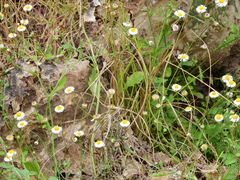 Perityle microglossa