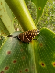 Rochaina mexicana