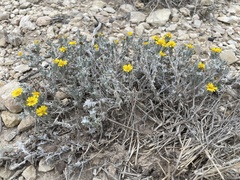 Thymophylla micropoides