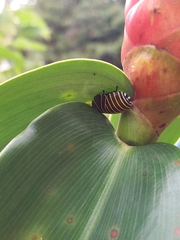 Rochaina mexicana