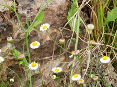 Perityle microglossa