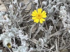 Thymophylla micropoides