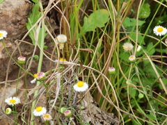 Perityle microglossa