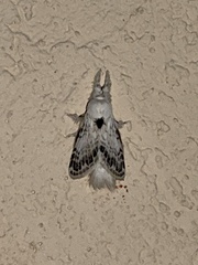 Apotolype brevicrista