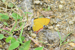 Heliophorini